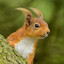 Windswept Squirrel