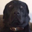 big black dawg