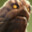 Rock Golem avatar