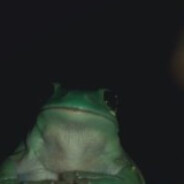 frog