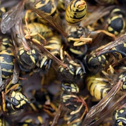 32000000 wasps