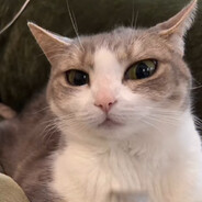 zeno