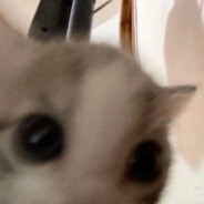 kitsune忍