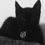 yuki's kitten