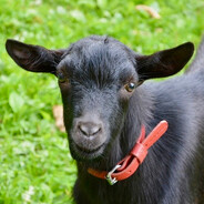 黒沢  ゆういち