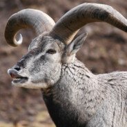 Cheese Himalayan Blue Sheep