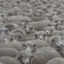 GreySheep