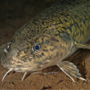 кек лёха линь