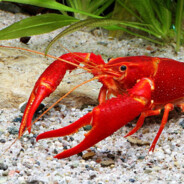 120 фпс игрок