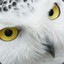 White owl