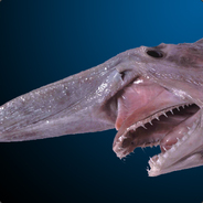 goblin-_-shark