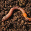 Worm_Fertilizer