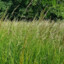 field