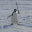 Pingu but violent