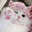 ⋆˚୨୧✿˖°Meow Meow°˖