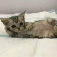 lucius artorius castus