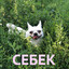 cebek