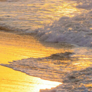 拖着狼尾的酷狗