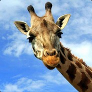 打瞌睡的长颈鹿 avatar