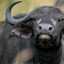 SexyAssBuffalo