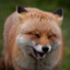 Laughing_Fox