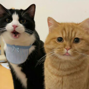 AAA泡椒凤爪批发商