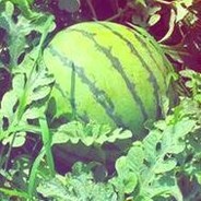 西瓜