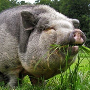 Генерал сальце