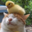 duccati