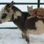 Cat on a fucking donkey