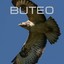 Buteo