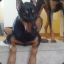 Mother Of Dobies