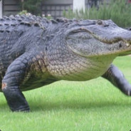 Gator avatar