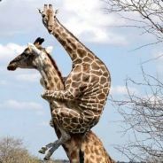 LankyGiraffe - steam id 76561197966382328