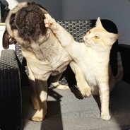 orion - steam id 76561197961426633