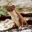 Weasel