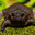 Ribbit ahh frog