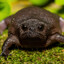 Ribbit ahh frog