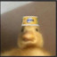 Duck.jpeg