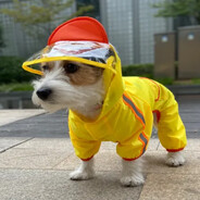 dog in raincoat avatar