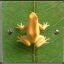 yellowfrog