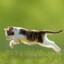 frolicking cat