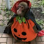 halloween monke