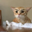 carmelito