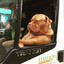 Cool Dog