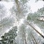 moidomkarelia