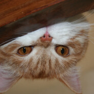 __panikaa__ - steam id 76561199528649665