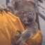 Dede Koala