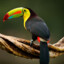 Toucan