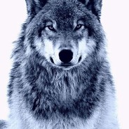 Nox Wolf